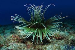 Pachycerianthus. Gran Canaria, Canary Islands.
D200 with... by Arthur Telle Thiemann 